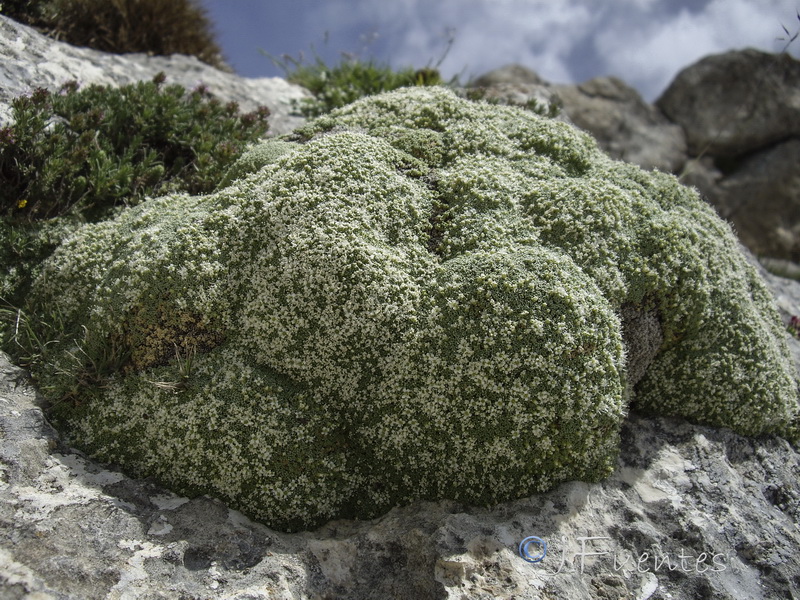 Arenaria alfacarensis.03