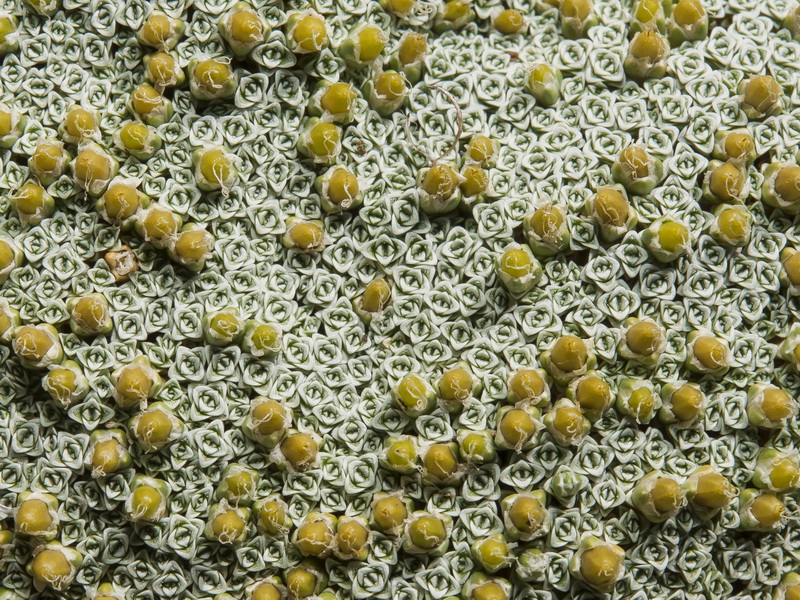 Arenaria alfacarensis.12