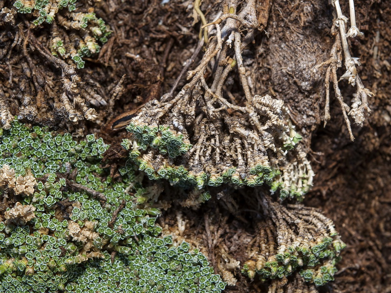Arenaria alfacarensis.13