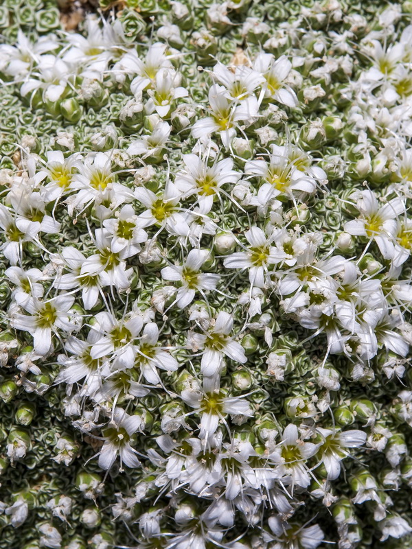 Arenaria alfacarensis.15
