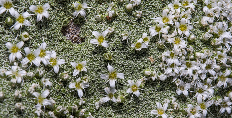Arenaria alfacarensis.17