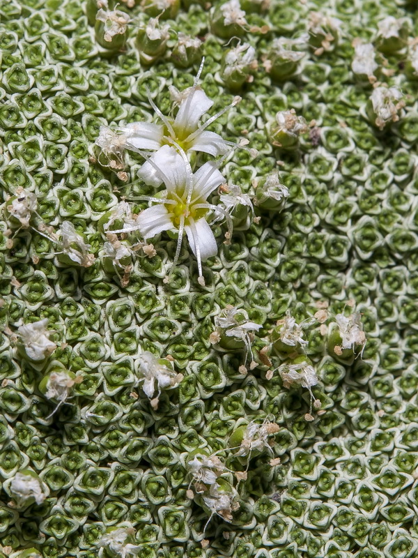 Arenaria alfacarensis.18
