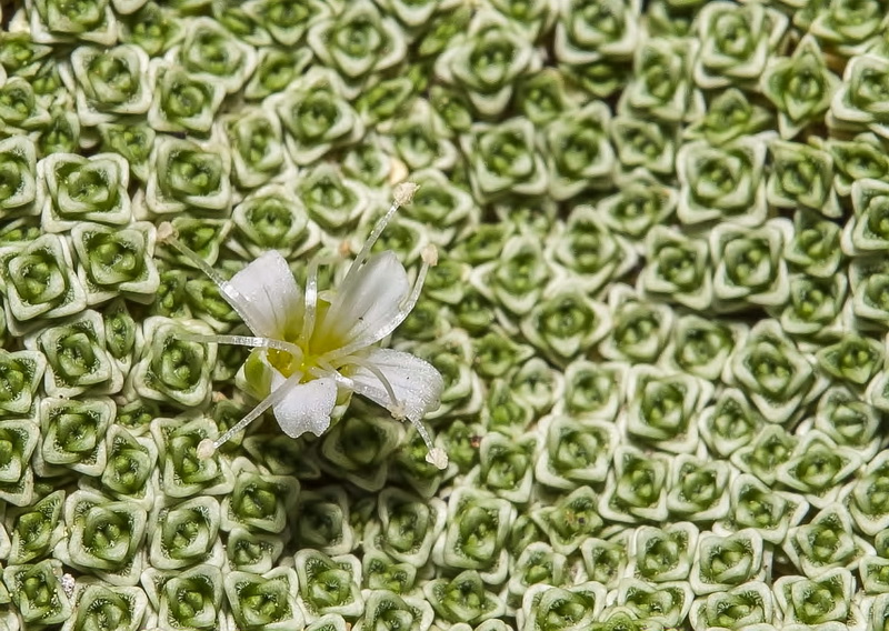 Arenaria alfacarensis.19