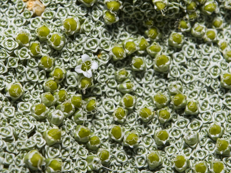 Arenaria alfacarensis.21