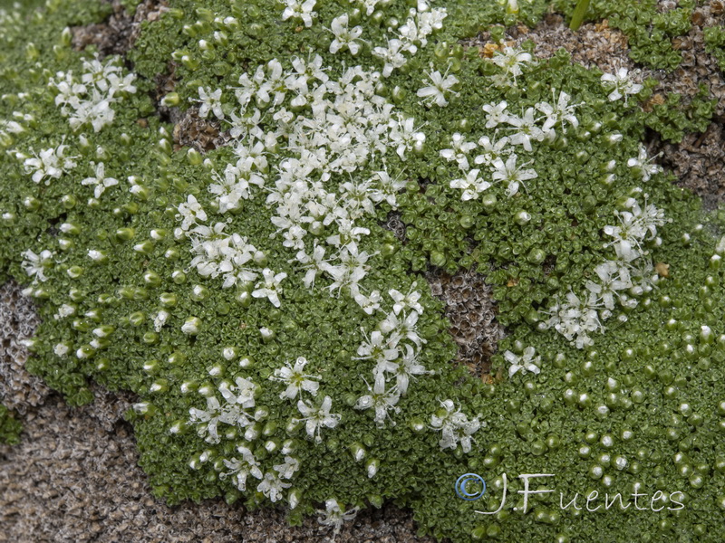 Arenaria alfacarensis.29