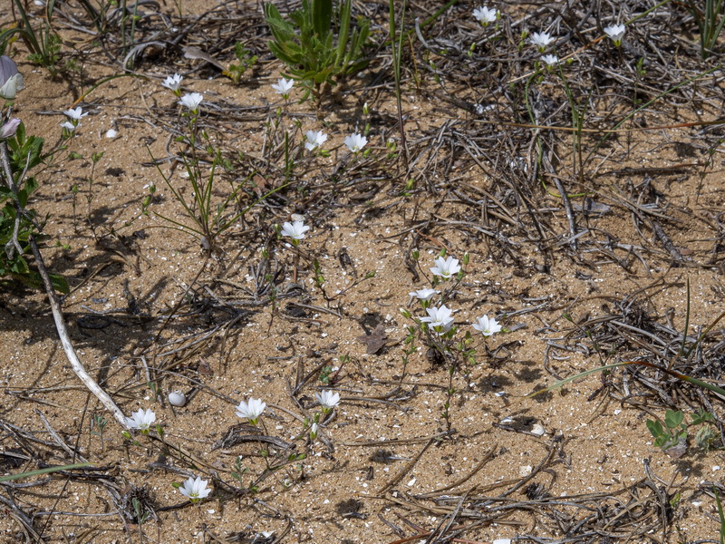 Arenaria algarbiensis.02