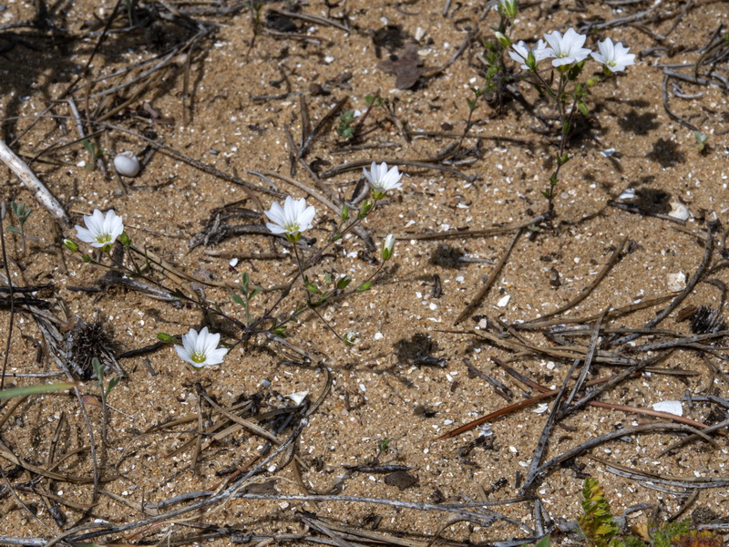Arenaria algarbiensis.03