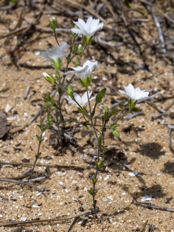 Arenaria algarbiensis.04