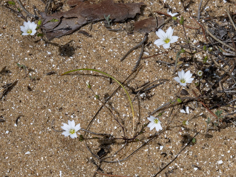 Arenaria algarbiensis.05