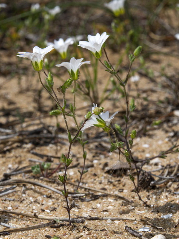 Arenaria algarbiensis.06