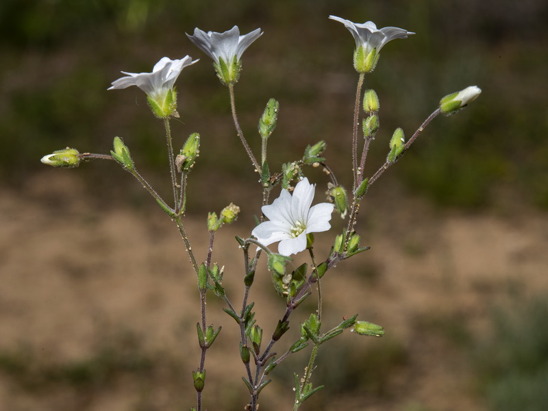 Arenaria algarbiensis.07