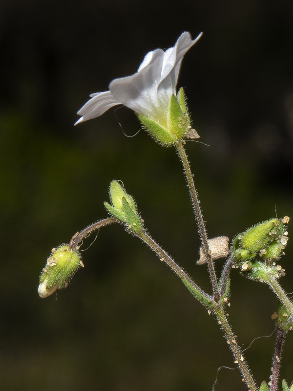 Arenaria algarbiensis.08