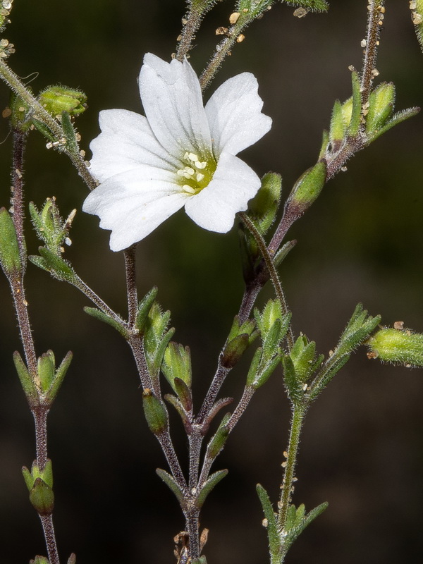 Arenaria algarbiensis.09