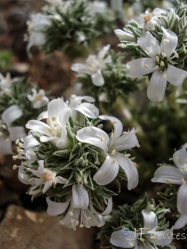 Arenaria arcuatociliata.01