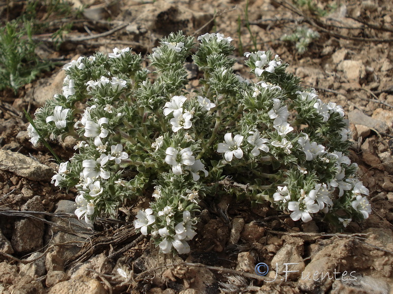 Arenaria arcuatociliata.02