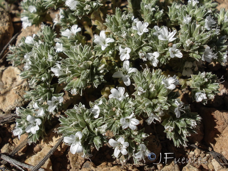 Arenaria arcuatociliata.03