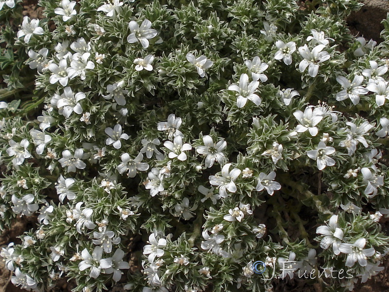Arenaria arcuatociliata.05