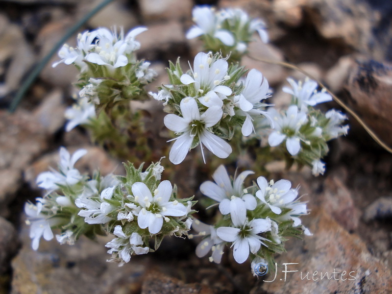 Arenaria arcuatociliata.08
