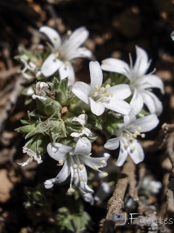 Arenaria arcuatociliata.09
