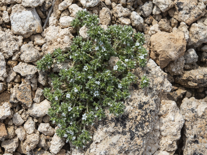 Arenaria arcuatociliata.12