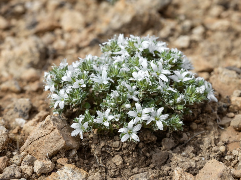 Arenaria arcuatociliata.13