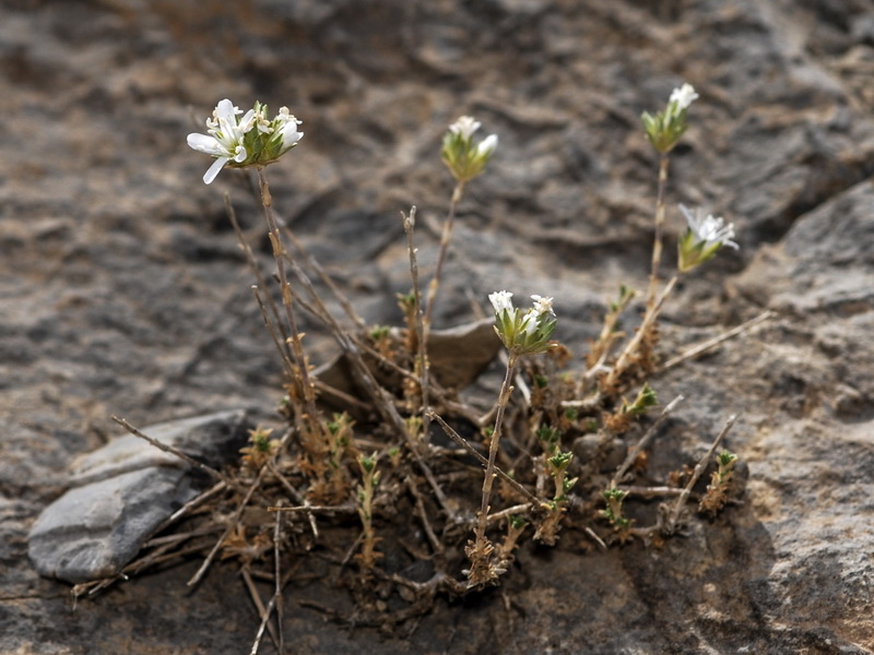 Arenaria armerina armerina.01