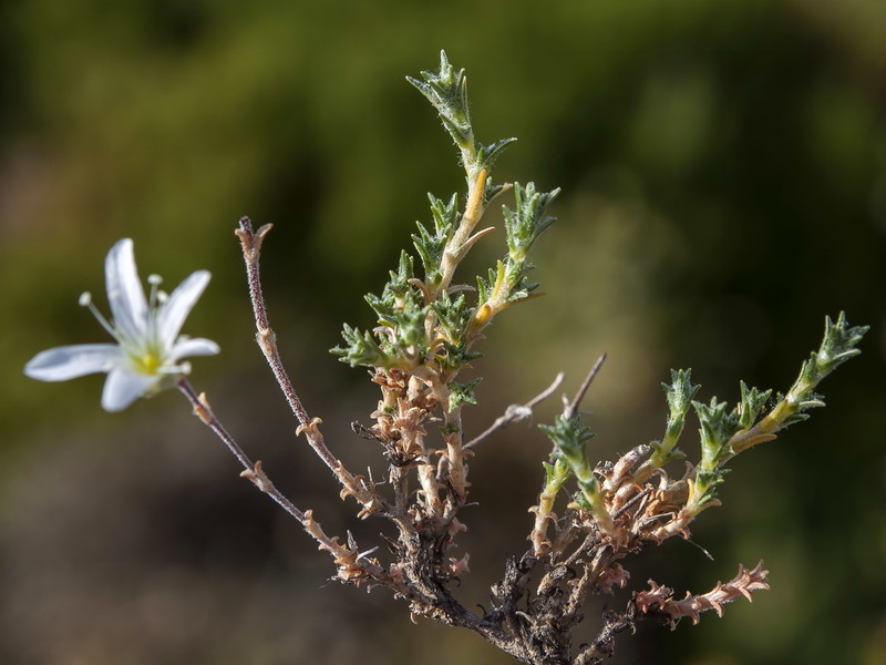 Arenaria armerina caesia.06