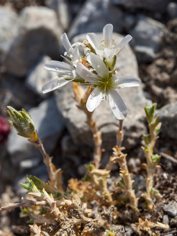 Arenaria armerina caesia.13