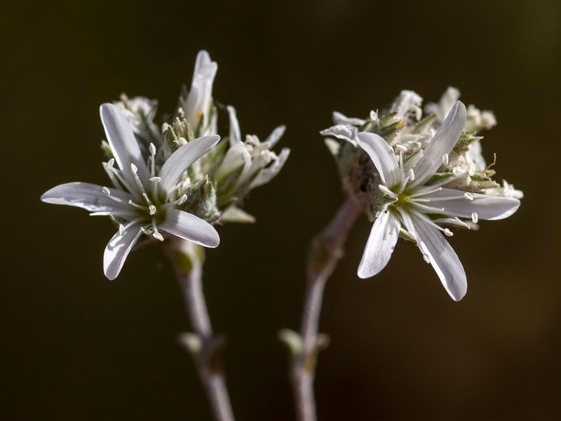 Arenaria armerina caesia.14