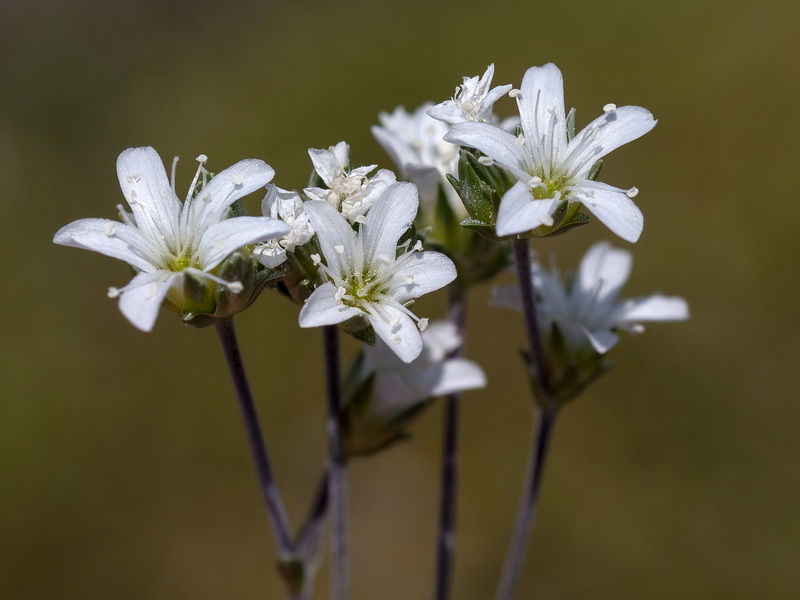 Arenaria armerina caesia.16