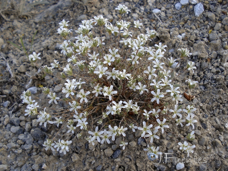 Arenaria armerina caesia.23