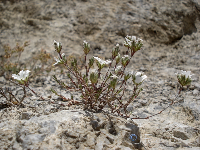 Arenaria armerina caesia.25