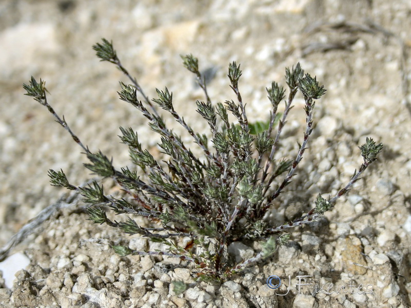 Arenaria armerina caesia.29