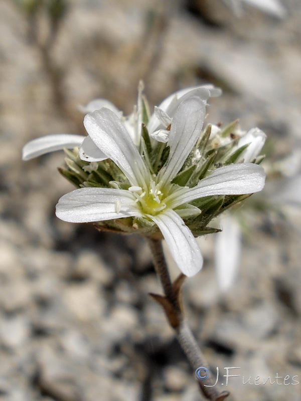 Arenaria armerina caesia.33