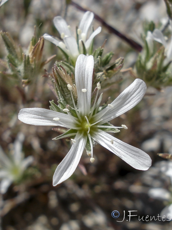 Arenaria armerina caesia.34