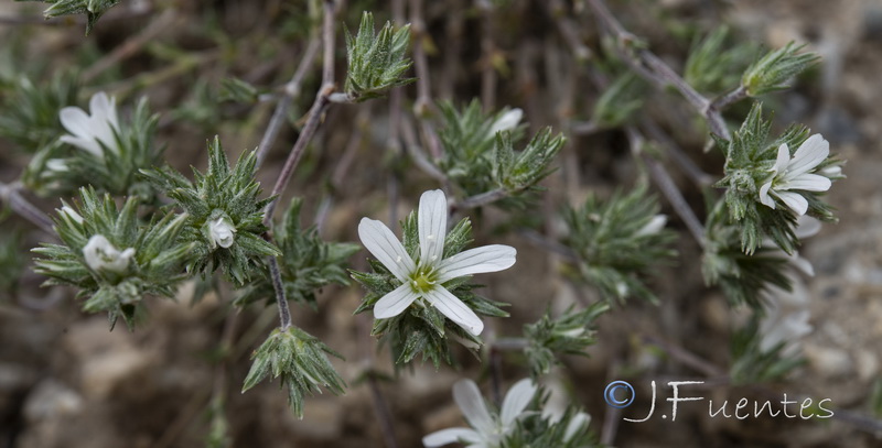 Arenaria armerina caesia.40