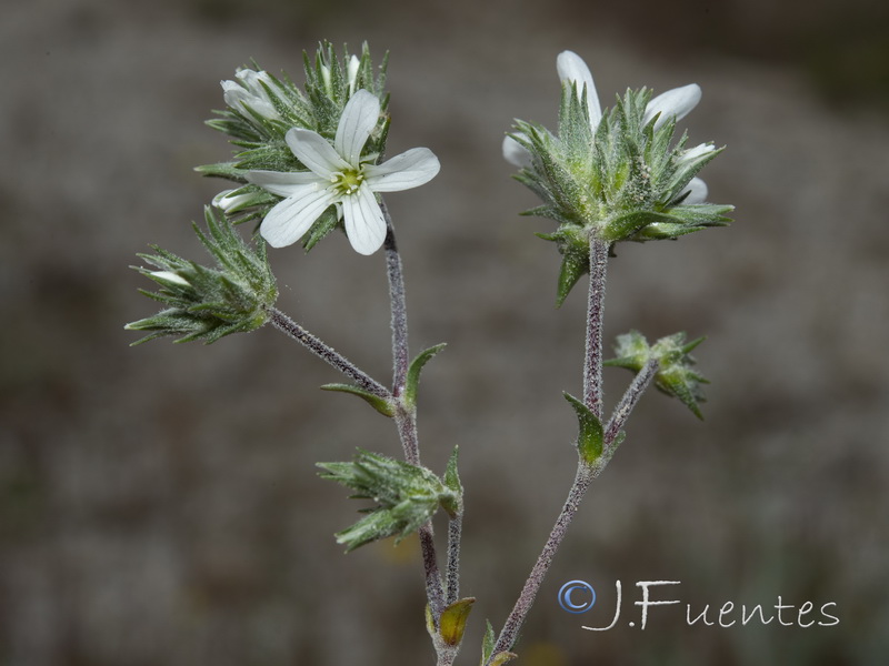 Arenaria armerina caesia.41