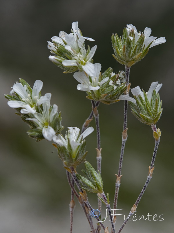 Arenaria armerina caesia.42