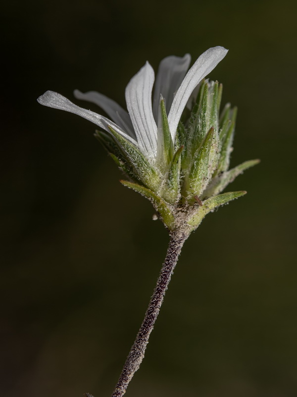 Arenaria armerina caesia.45