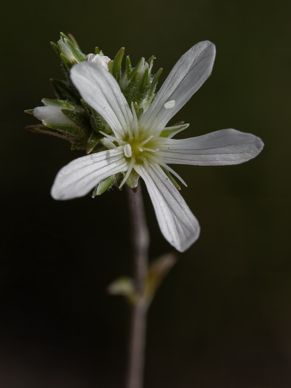 Arenaria armerina caesia.14