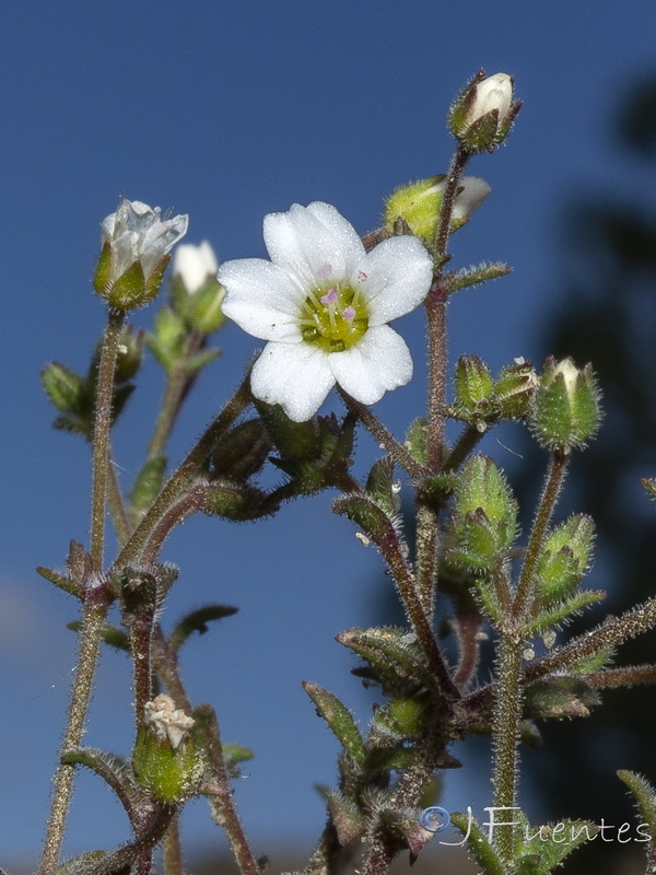 Arenaria arundana.10