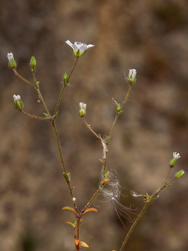 Arenaria arundana.18
