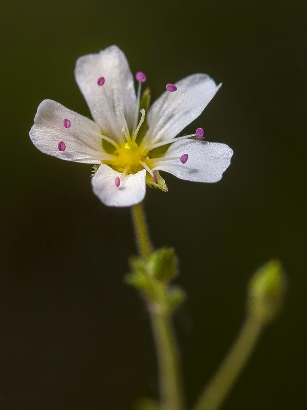 Arenaria arundana.20