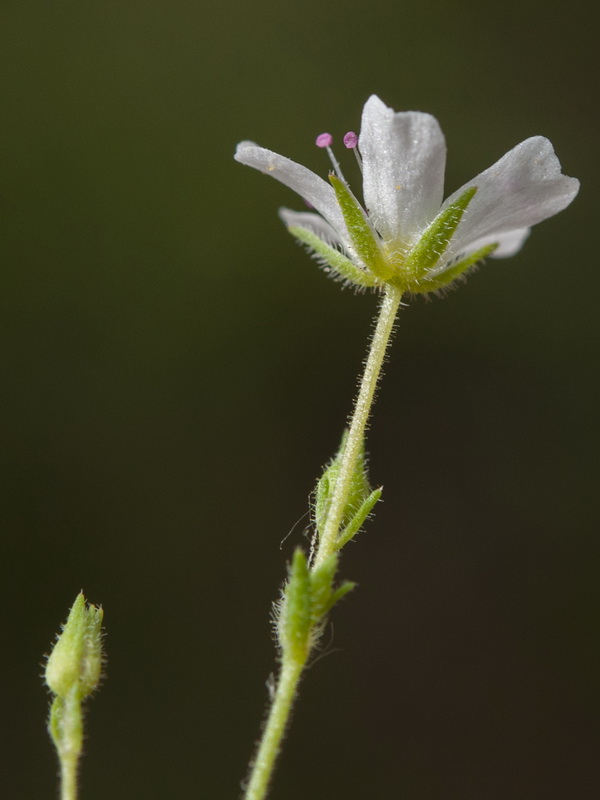 Arenaria arundana.21
