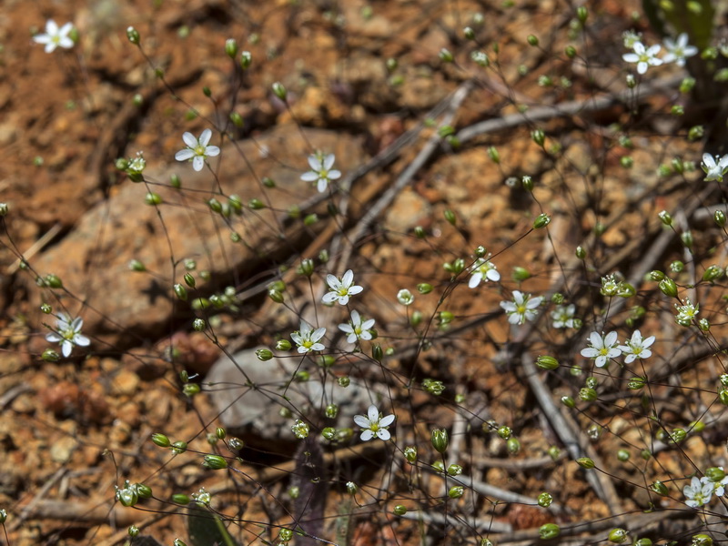 Arenaria capillipes.01