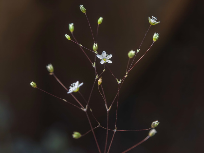 Arenaria capillipes.03