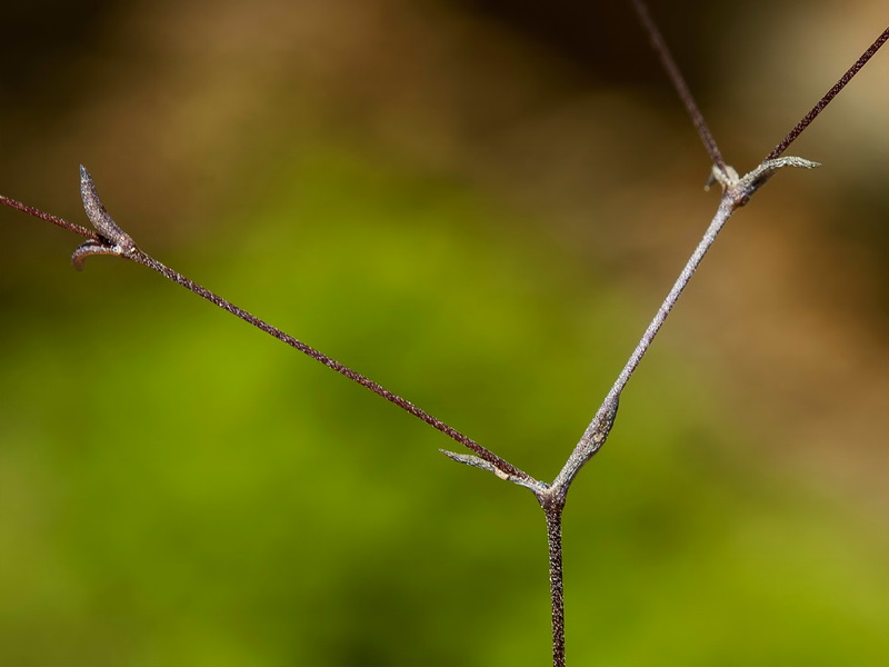 Arenaria capillipes.05