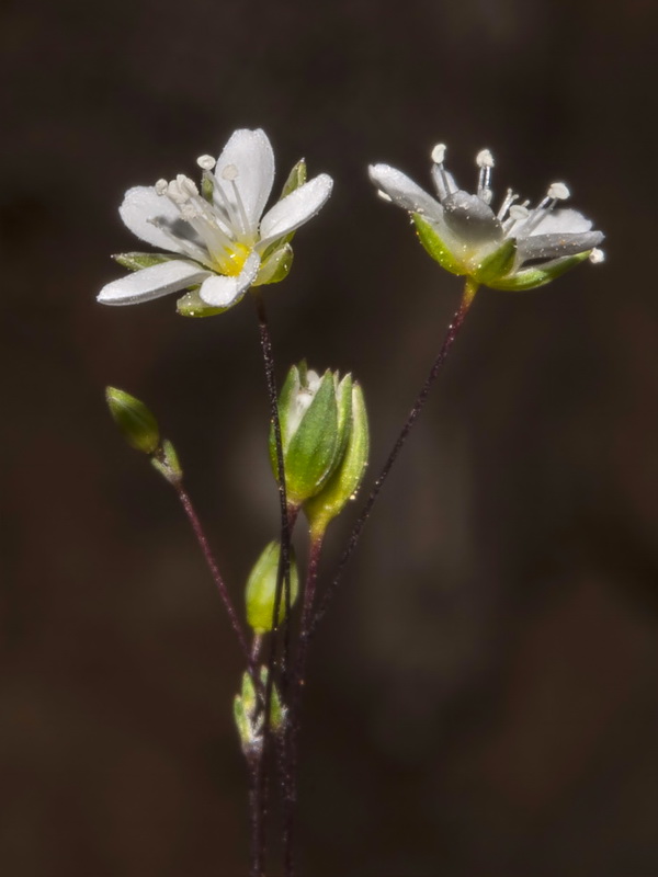 Arenaria capillipes.07