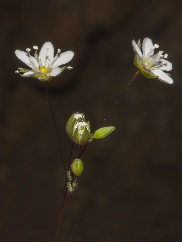 Arenaria capillipes.14