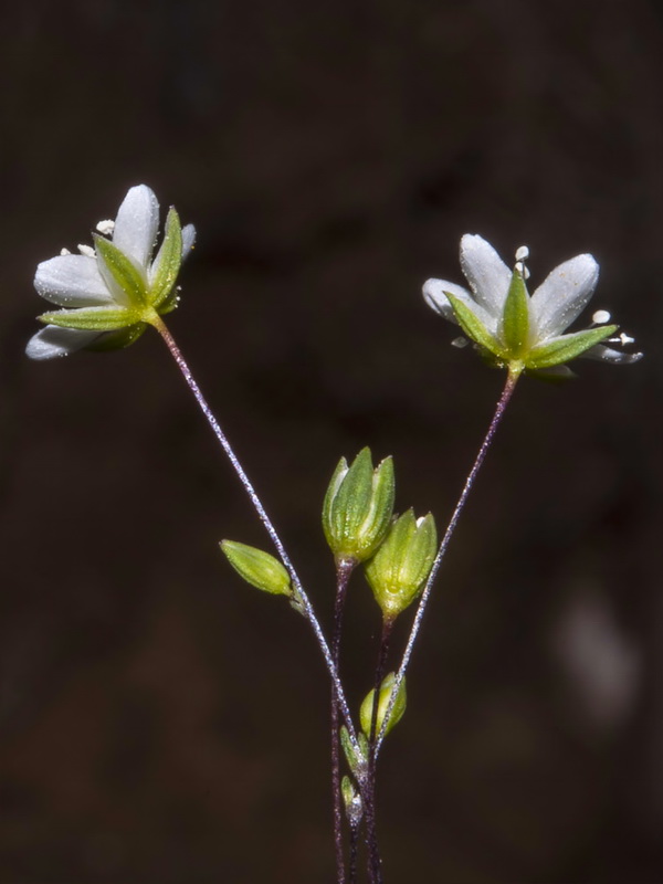 Arenaria capillipes.16
